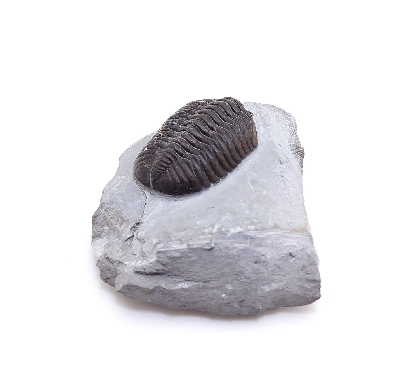 Asaphus Intermedius Trilobite, Djbel Ougrat, Morocco (80)