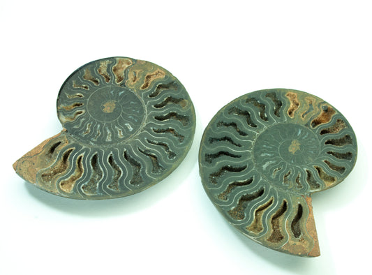 Ammonite Pair, Jurassic Period, Morocco (43)