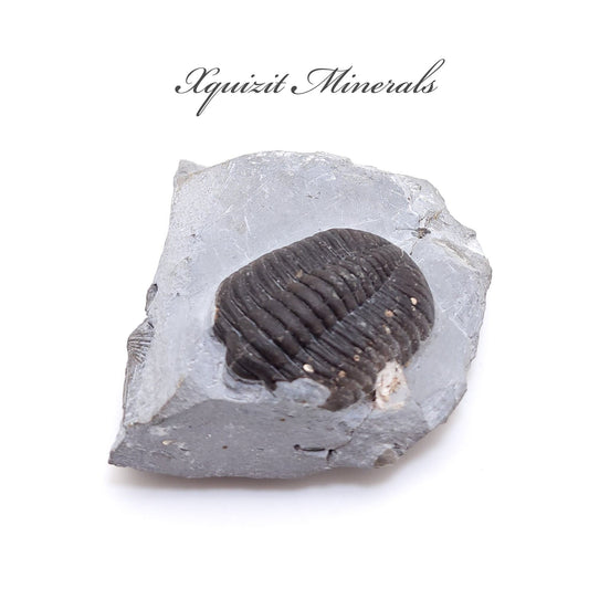 Asaphus Intermedius Trilobite, Djbel Ougrat, Morocco (80)