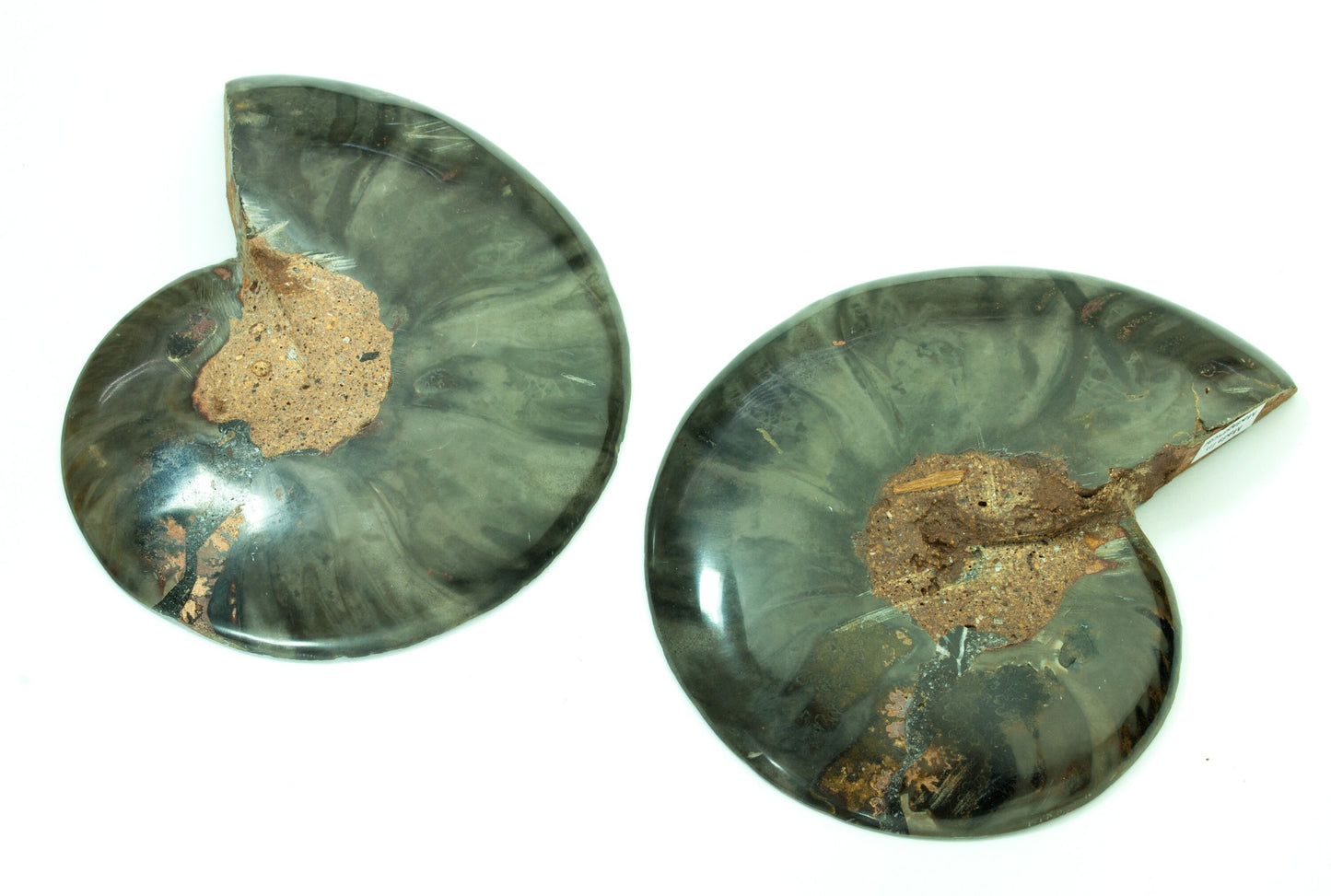 Ammonite Pair, Jurassic Period, Morocco (43)