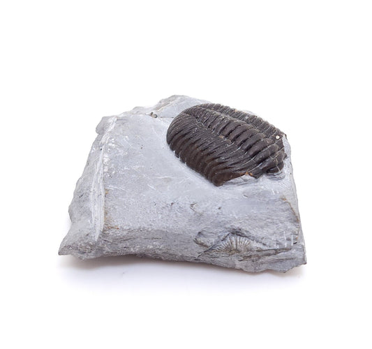 Asaphus Intermedius Trilobite, Djbel Ougrat, Morocco (80)