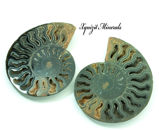 Ammonite Pair, Jurassic Period, Morocco (43)