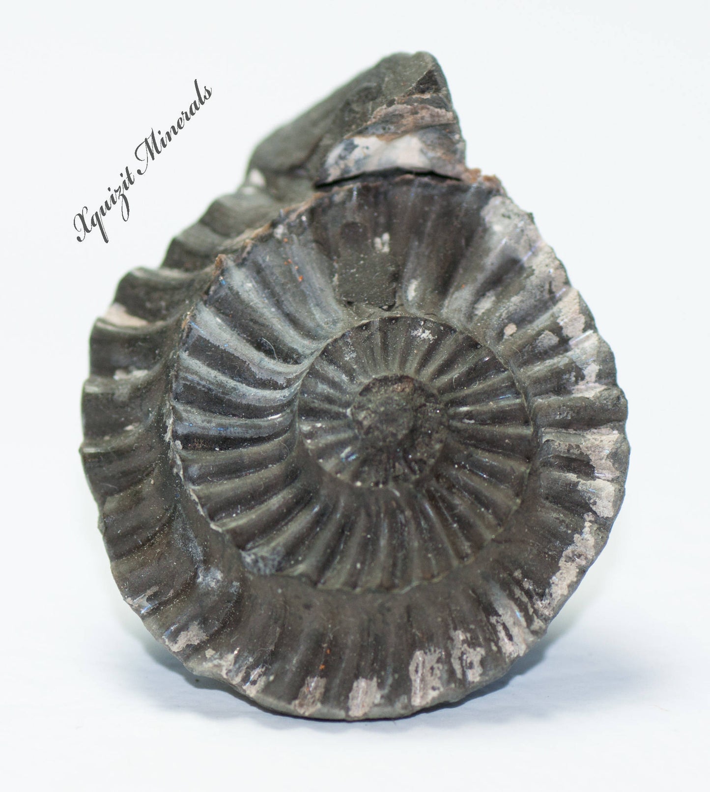 Ammonite Pleuroceras Spinatum Russia (36)