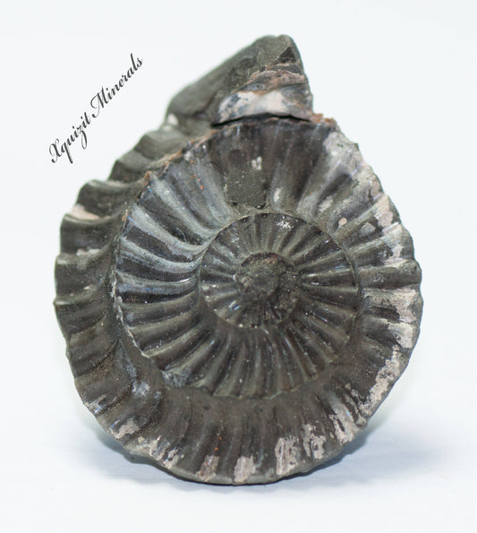Ammonite Pleuroceras Spinatum Russia (36)