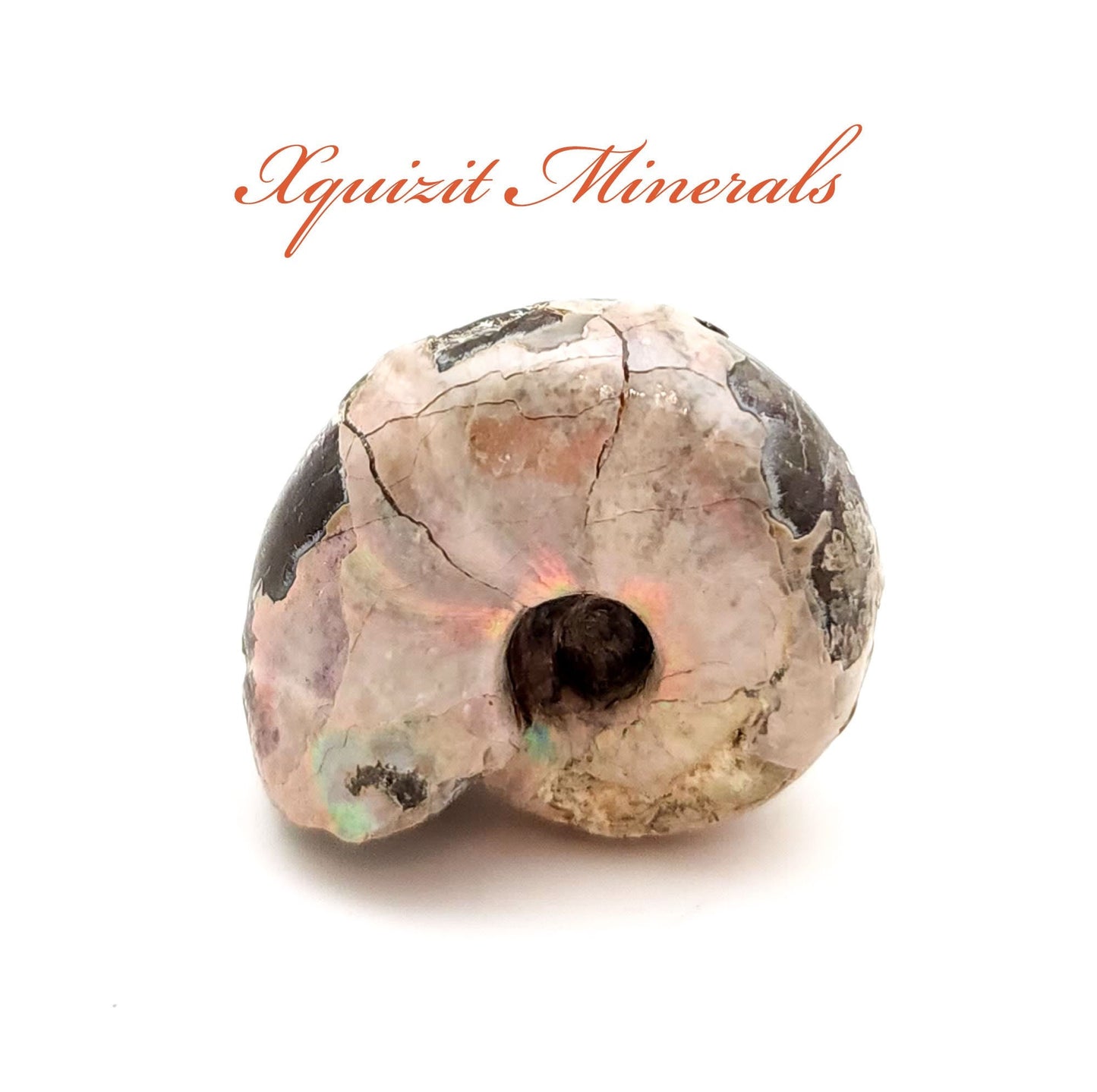 Ammonite, Madreperla, Ammonite, Fossil, Madagascar (32)