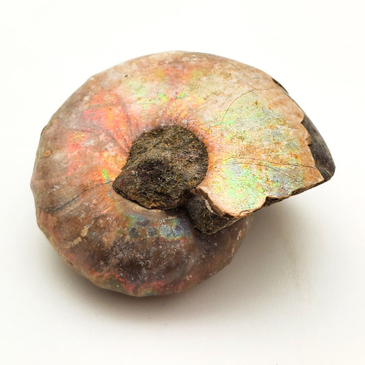 Ammonite, Madreperla, Ammonite, Fossil, Madagascar (37)
