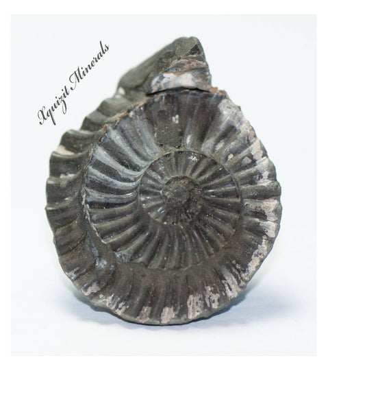 Ammonite Pleuroceras Spinatum Russia (36)