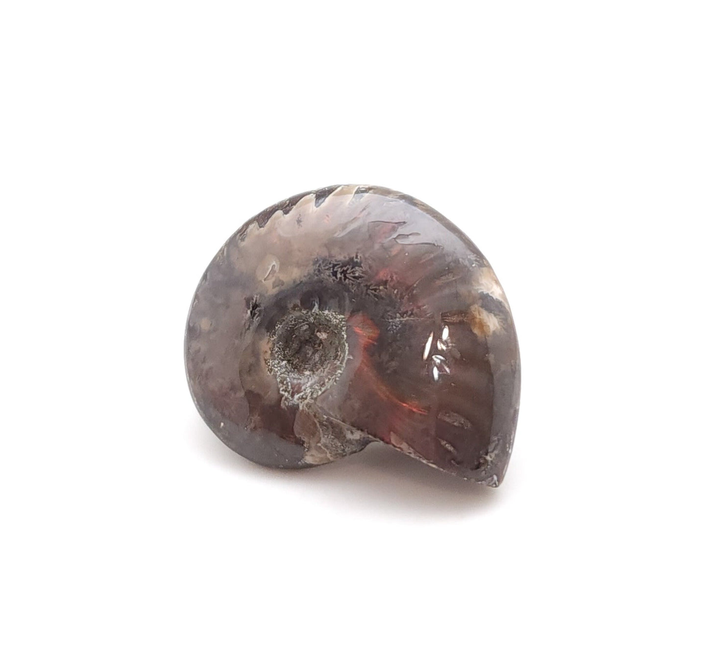Ammonite, Mother of Pearl, Ammonite Fossil, Morocco (18)