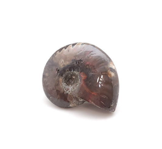 Ammonite, Mother of Pearl, Ammonite Fossil, Morocco (18)