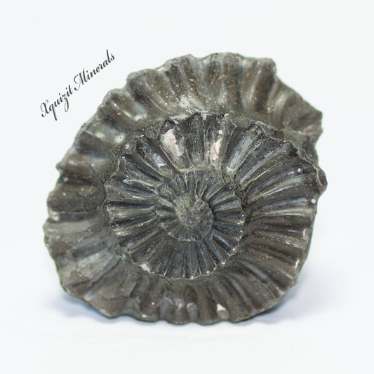 Ammonite Pleuroceras Spinatum Russia (36)
