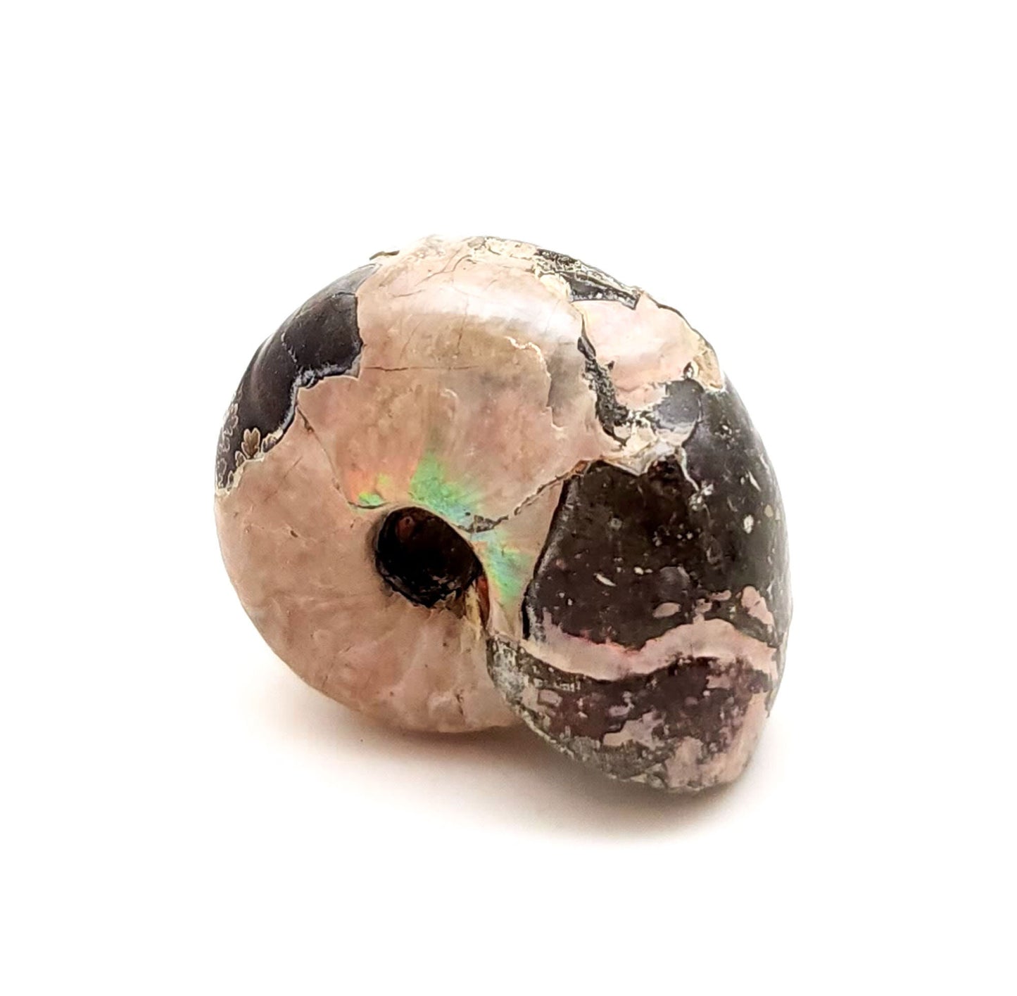 Ammonite, Madreperla, Ammonite, Fossil, Madagascar (32)