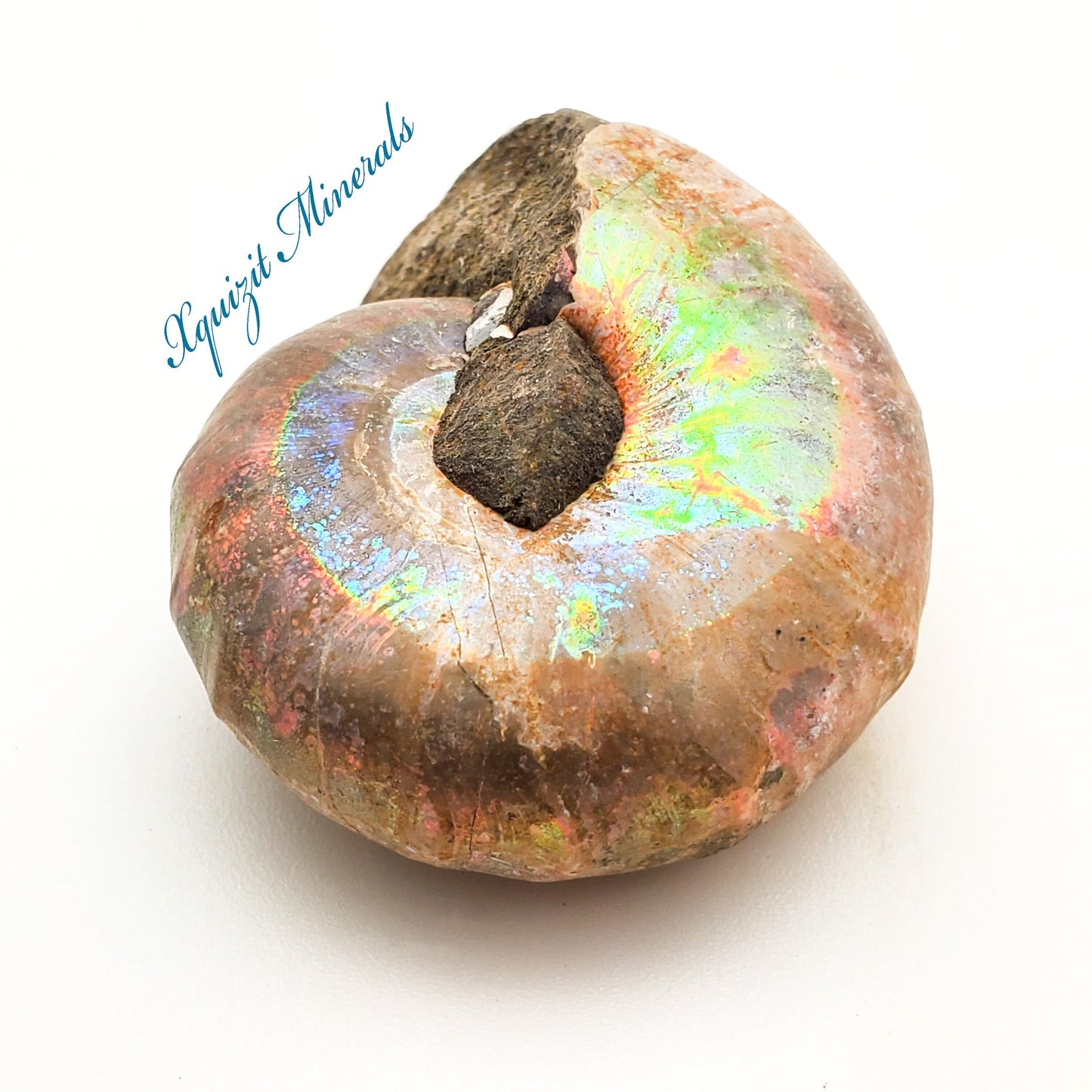Ammonite, Madreperla, Ammonite, Fossil, Madagascar (37)