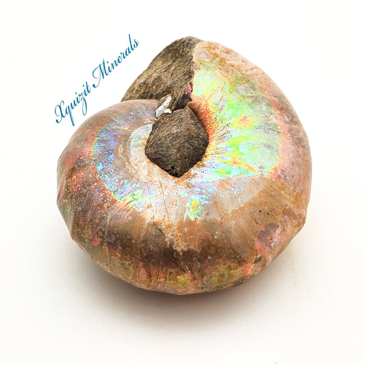 Ammonite, Madreperla, Ammonite, Fossil, Madagascar (37)