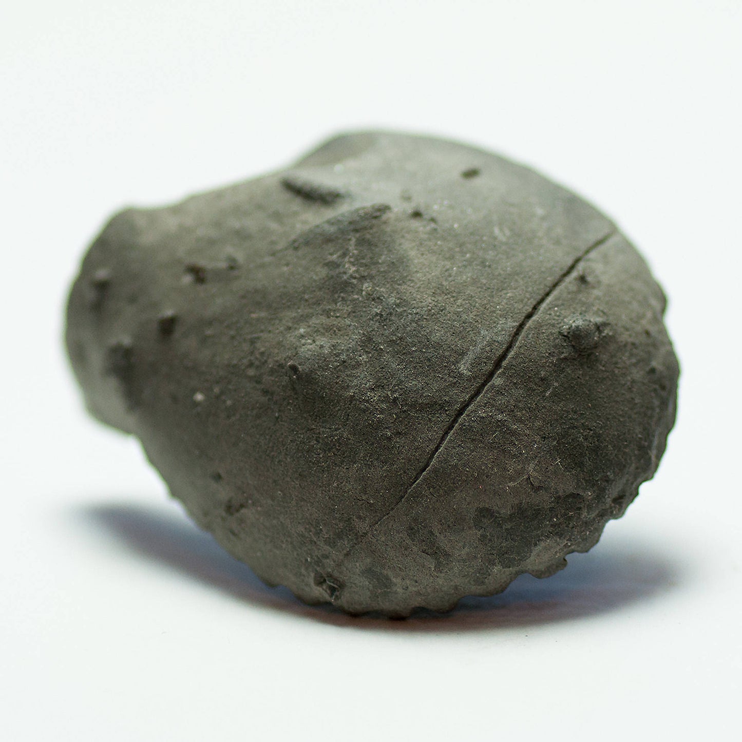Ammonite Pleuroceras Spinatum Russia (36)