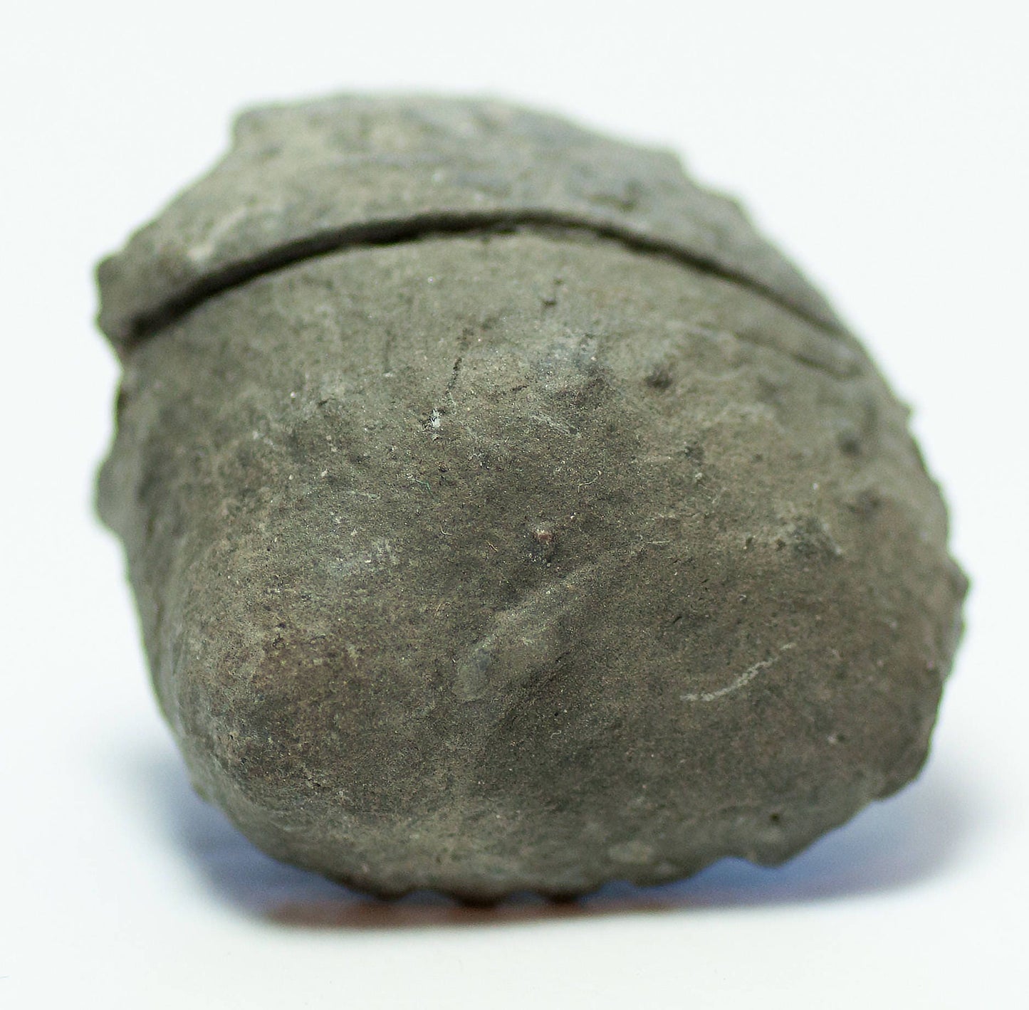 Ammonite Pleuroceras Spinatum Russia (36)
