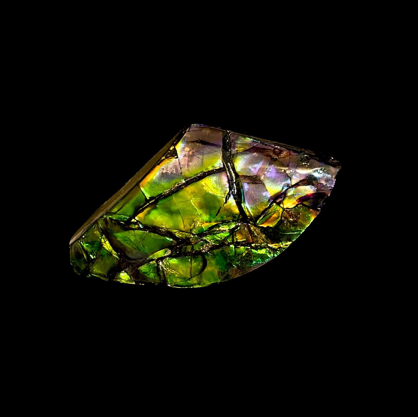 Ammolite, Alberta, Canada, Bearpaw Formation
