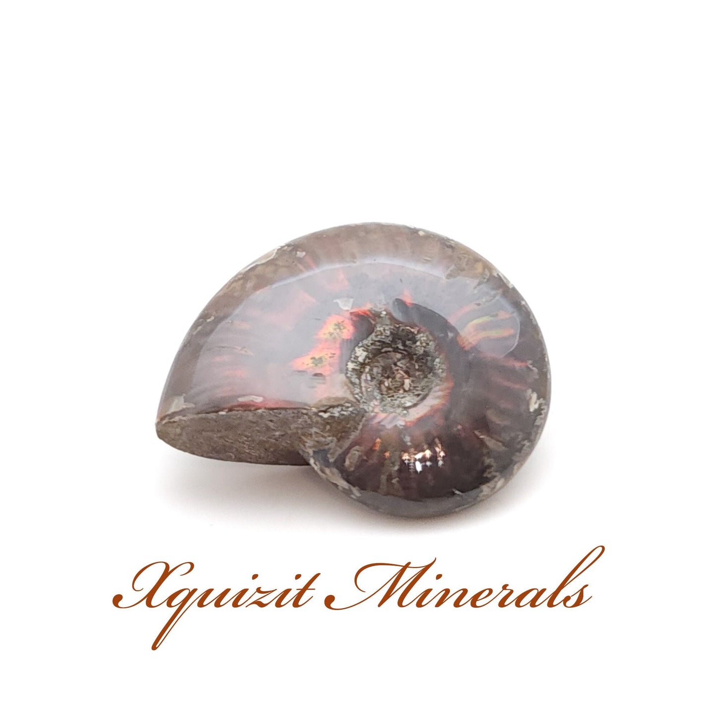 Ammonite, Mother of Pearl, Ammonite Fossil, Morocco (18)