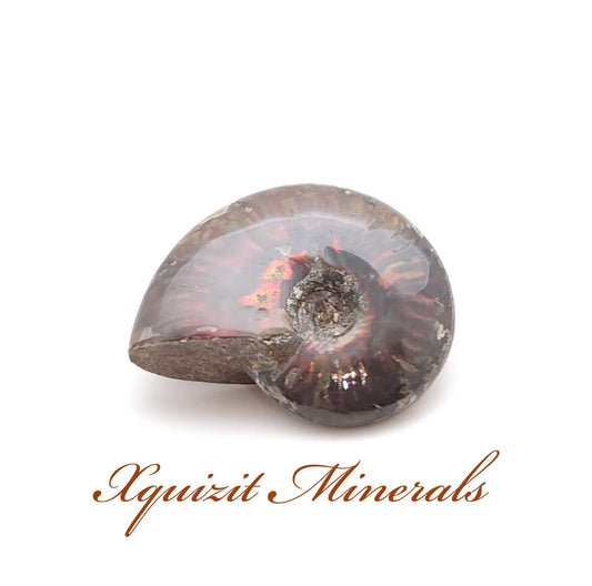 Ammonite, Mother of Pearl, Ammonite Fossil, Morocco (18)