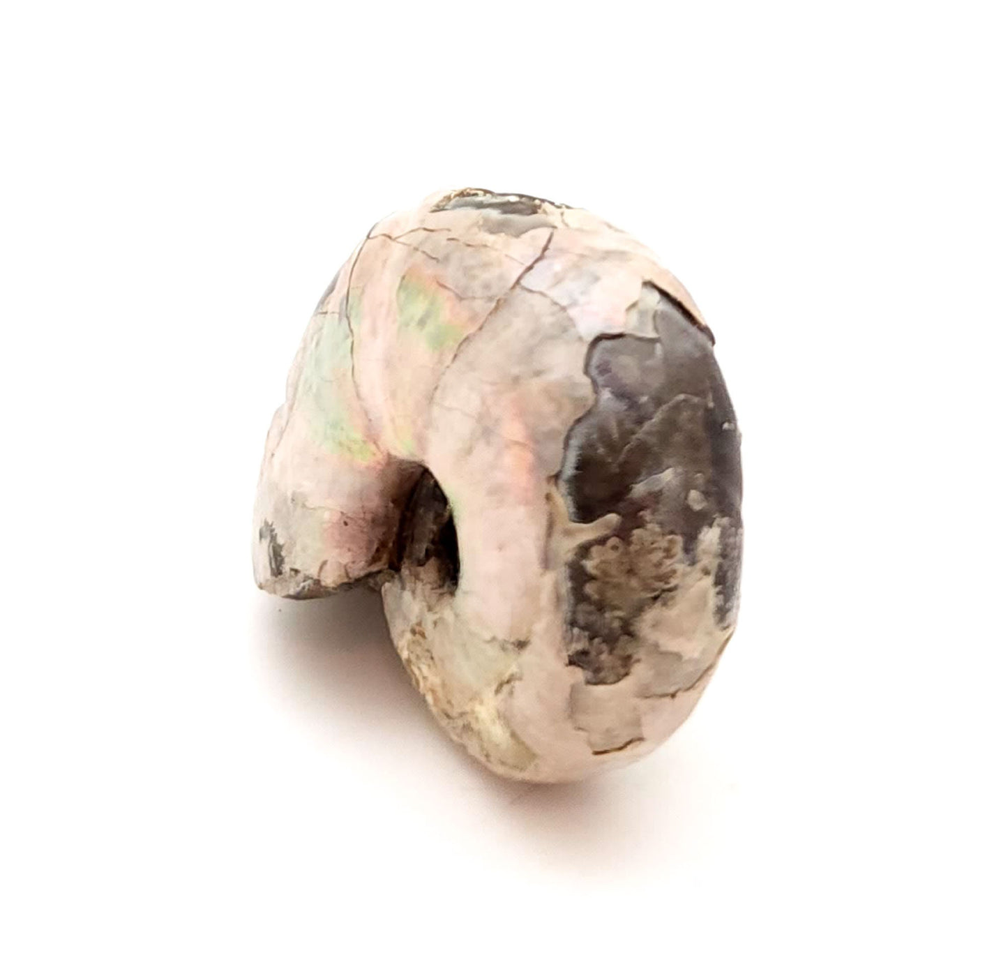 Ammonite, Madreperla, Ammonite, Fossil, Madagascar (32)