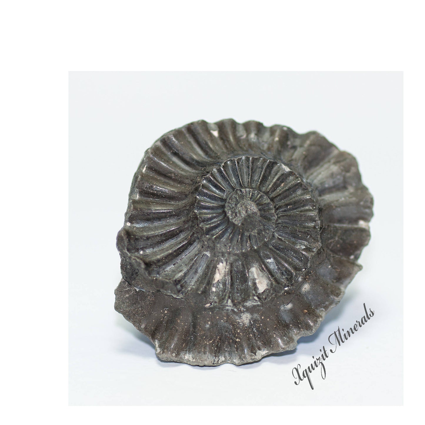 Ammonite Pleuroceras Spinatum Russia (36)