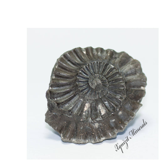 Ammonite Pleuroceras Spinatum Russia (36)
