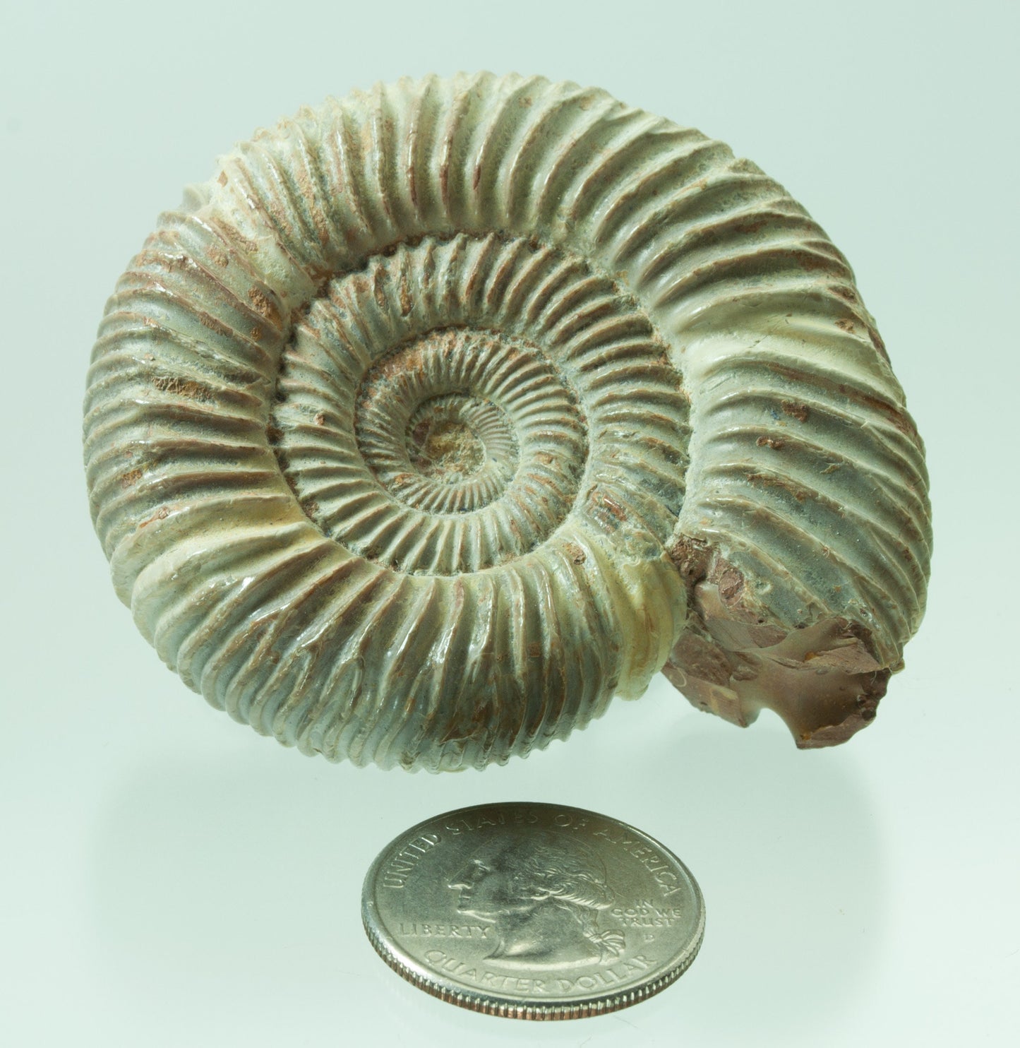 Ammonite, Perisphinctes, Jurassic Period, Morocco (52)