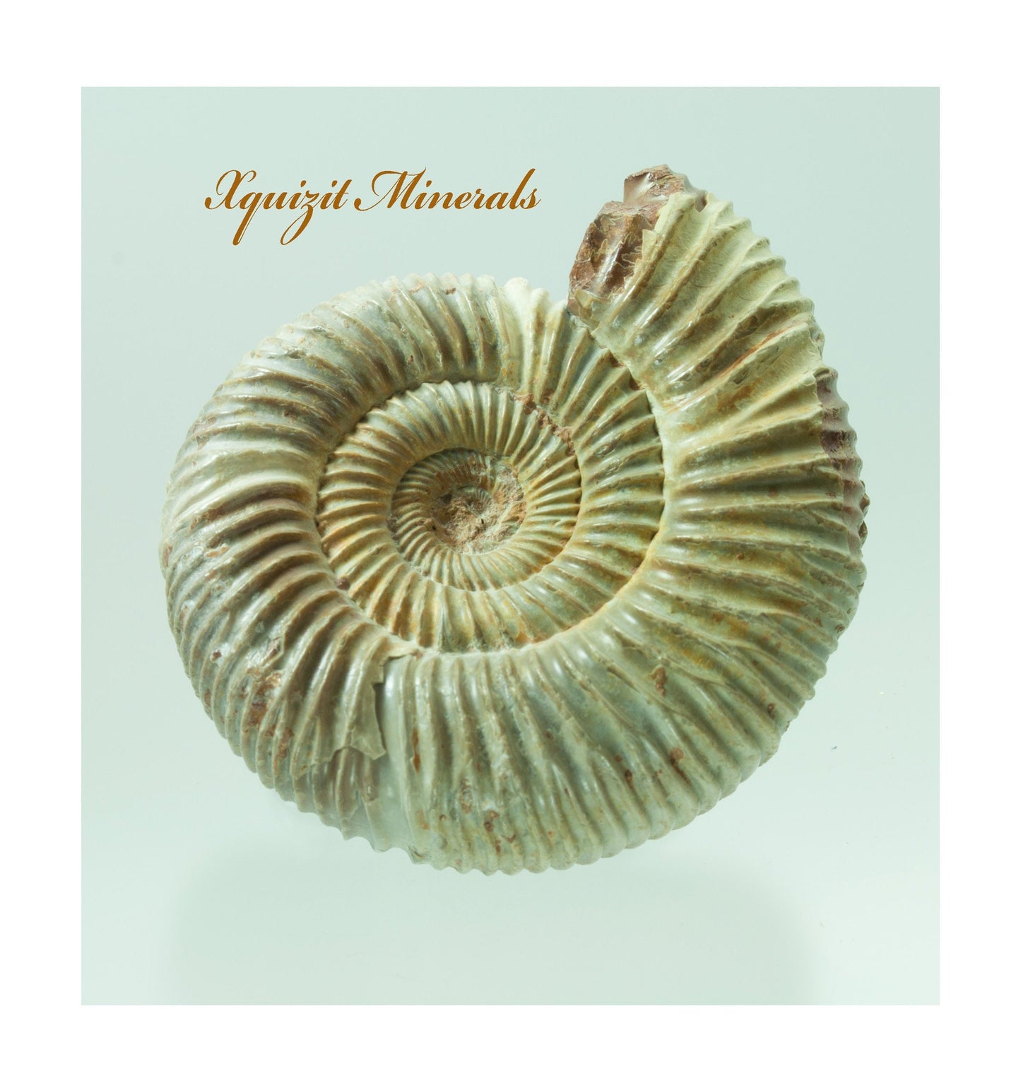Ammonite, Perisphinctes, Jurassic Period, Morocco (52)