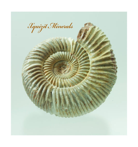 Ammonite, Perisphinctes, Jurassic Period, Morocco (52)