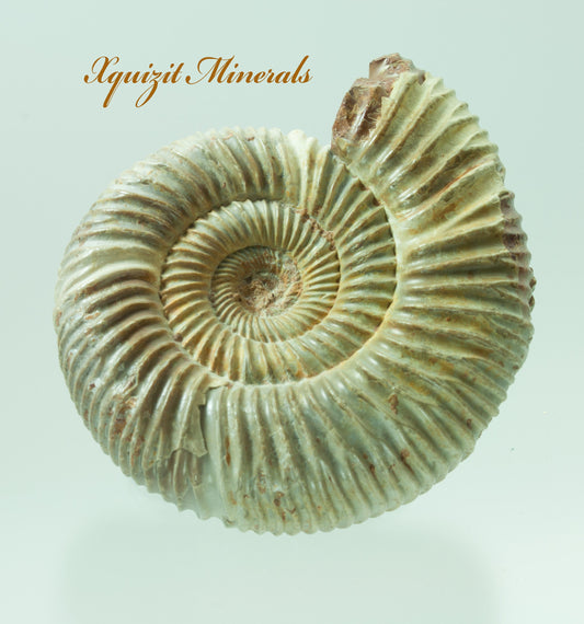 Ammonite, Perisphinctes, Jurassic Period, Morocco (52)