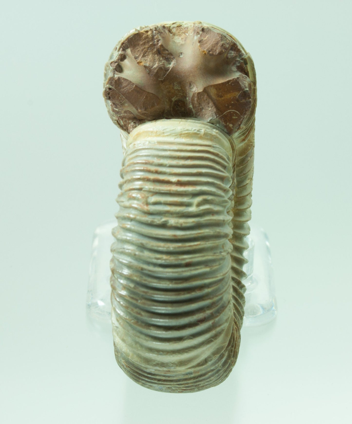 Ammonite, Perisphinctes, Jurassic Period, Morocco (52)