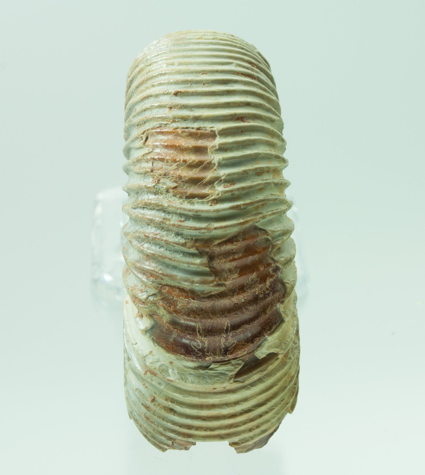 Ammonite, Perisphinctes, Jurassic Period, Morocco (52)