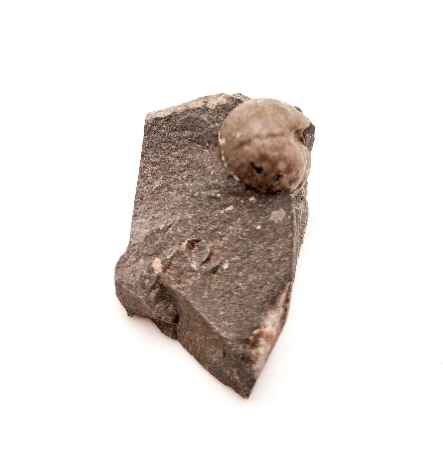 Goniatite Choctawensis Shumard, U. Miss. Fm., Oklahoma (11)
