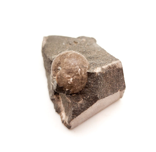 Goniatite Choctawensis Shumard, U. Miss. Fm., Oklahoma (11)