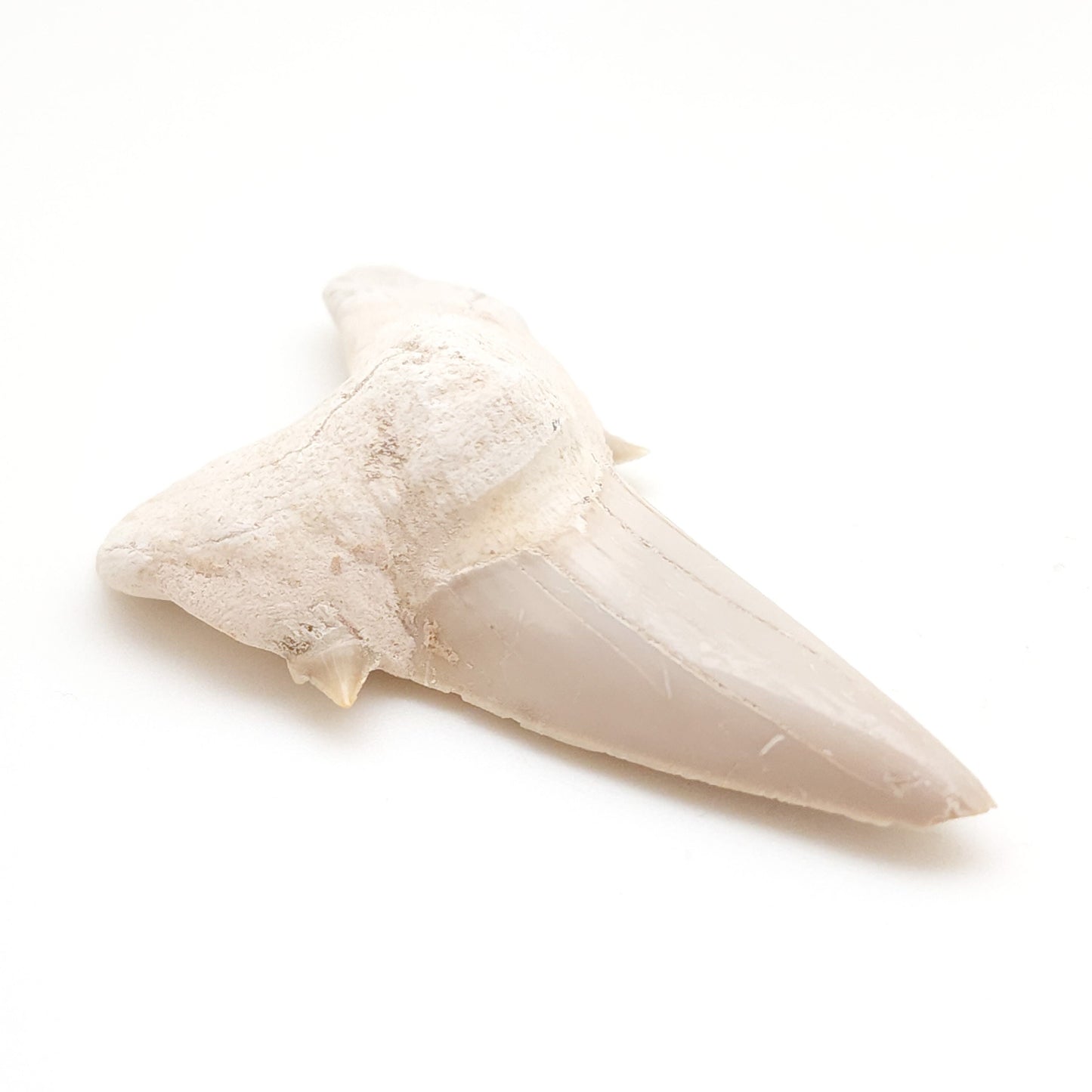 Mackerel Shark Tooth, Otodus Obliquus, Khouribga, Morocco (36)