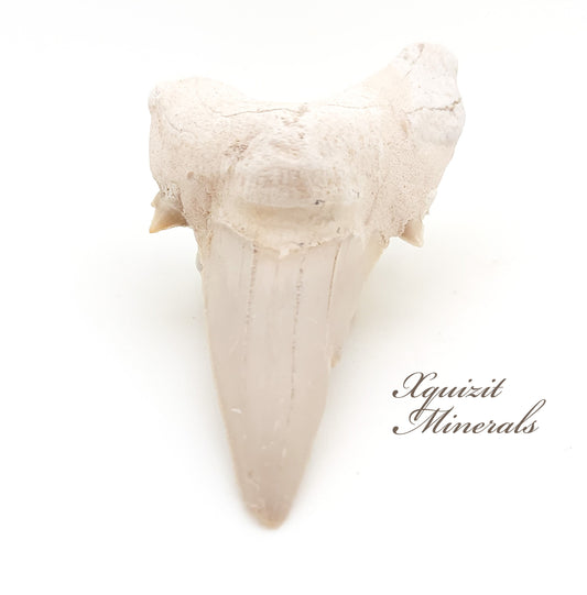 Mackerel Shark Tooth, Otodus Obliquus, Khouribga, Morocco (36)