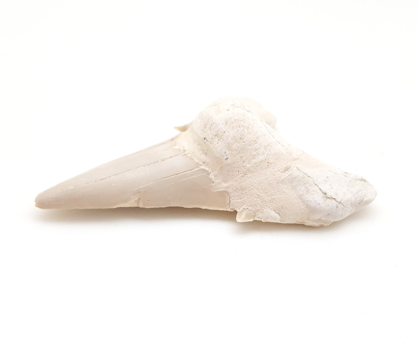 Mackerel Shark Tooth, Otodus Obliquus, Khouribga, Morocco (36)