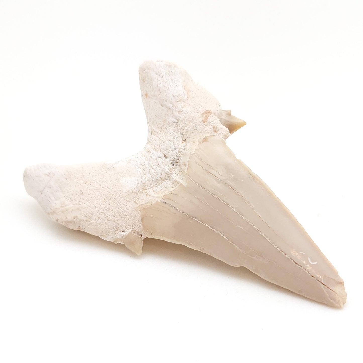 Mackerel Shark Tooth, Otodus Obliquus, Khouribga, Morocco (36)