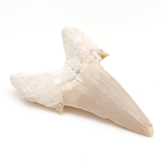 Mackerel Shark Tooth, Otodus Obliquus, Khouribga, Morocco (36)