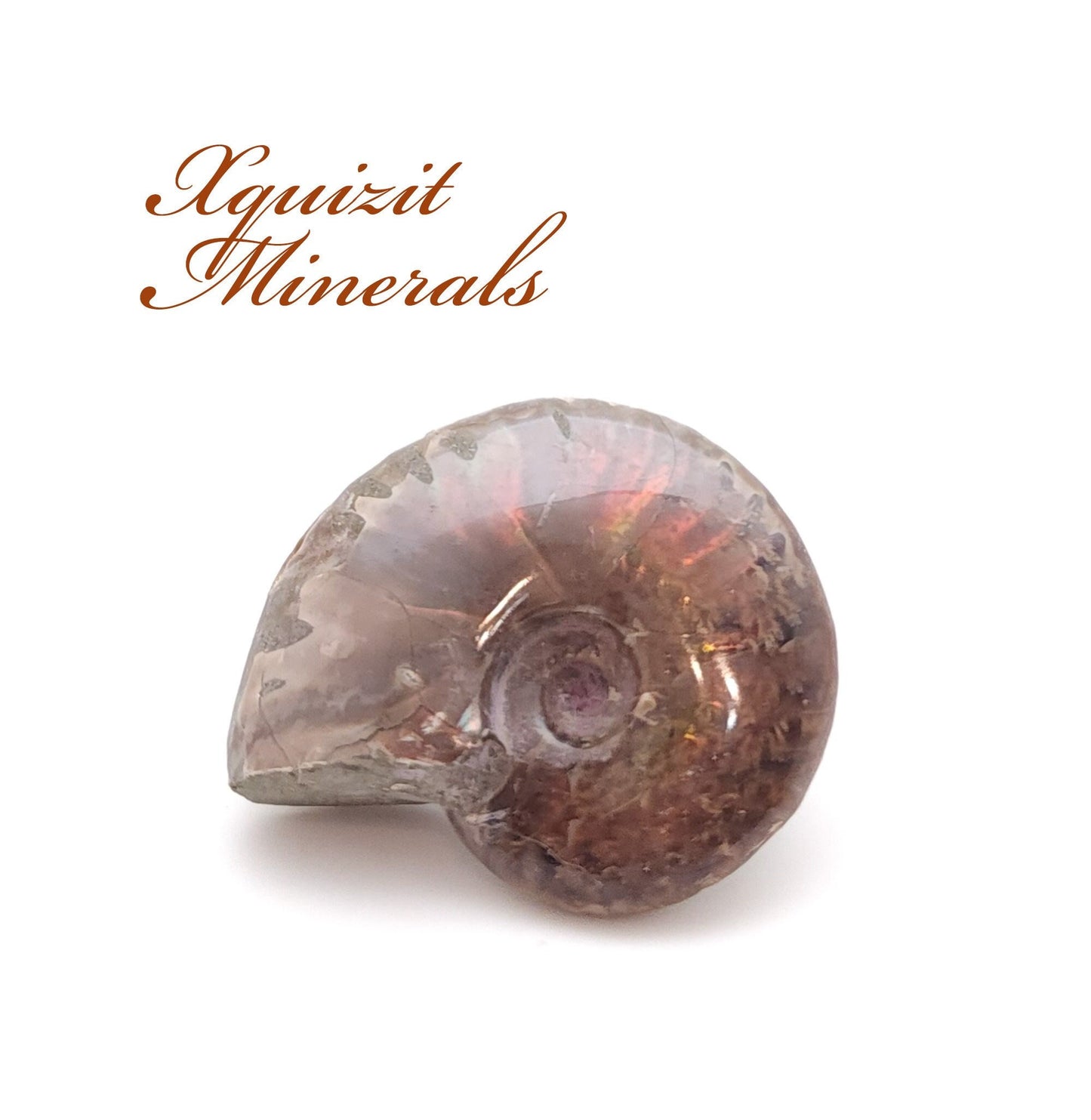 Ammonite, Mother of Pearl, Ammonite Fossil, Morocco (18)