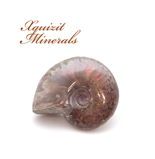 Ammonite, Mother of Pearl, Ammonite Fossil, Morocco (18)
