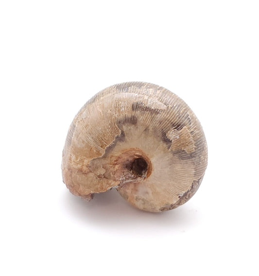 Ammonite, Cretaceous - 66-145 MYA, Khenifra, Morocco (18)