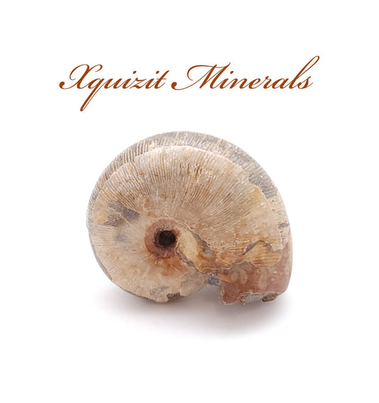 Ammonite, Cretaceous - 66-145 MYA, Khenifra, Morocco (18)