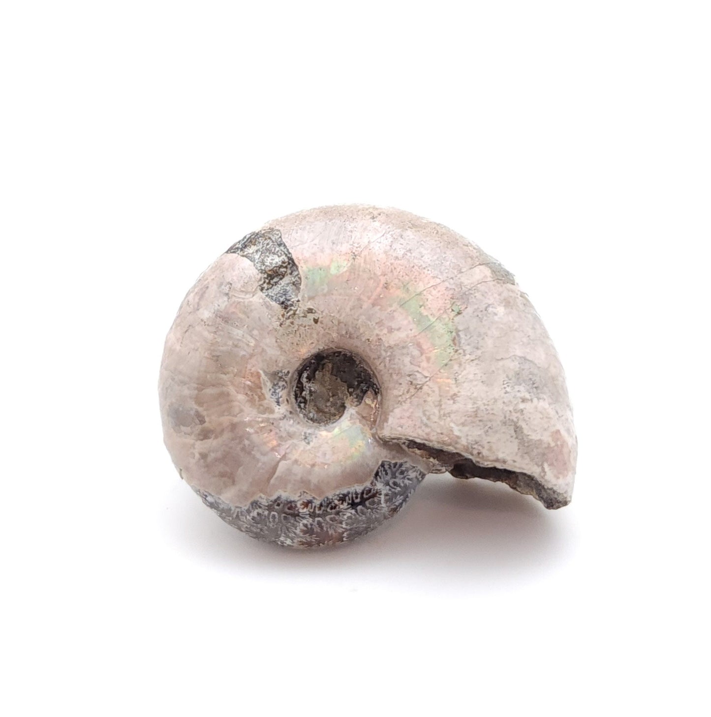 Ammonite, Madreperla, Ammonite, Fossil, Madagascar (18)