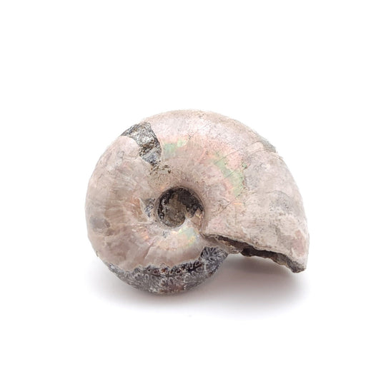 Ammonite, Madreperla, Ammonite, Fossil, Madagascar (18)