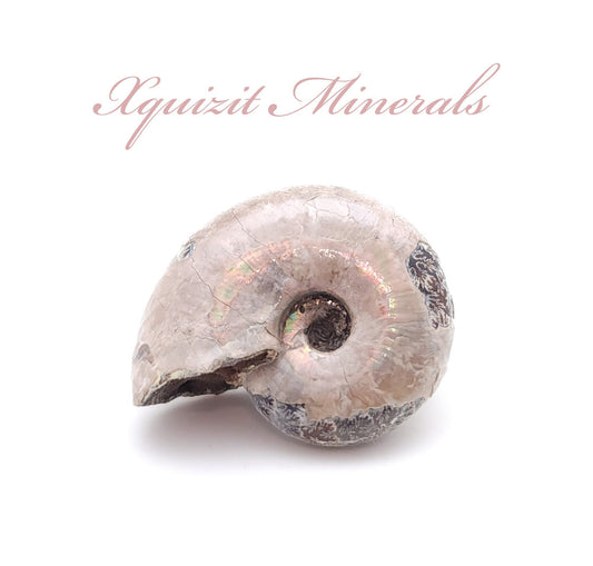 Ammonite, Madreperla, Ammonite, Fossil, Madagascar (18)
