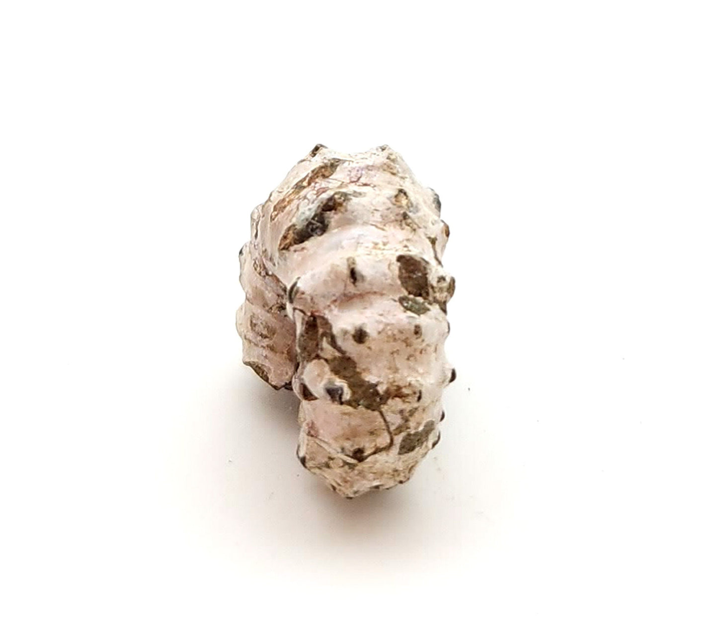 Ammonite, Douvilleiceras Mammillatum, Madagascar (40)