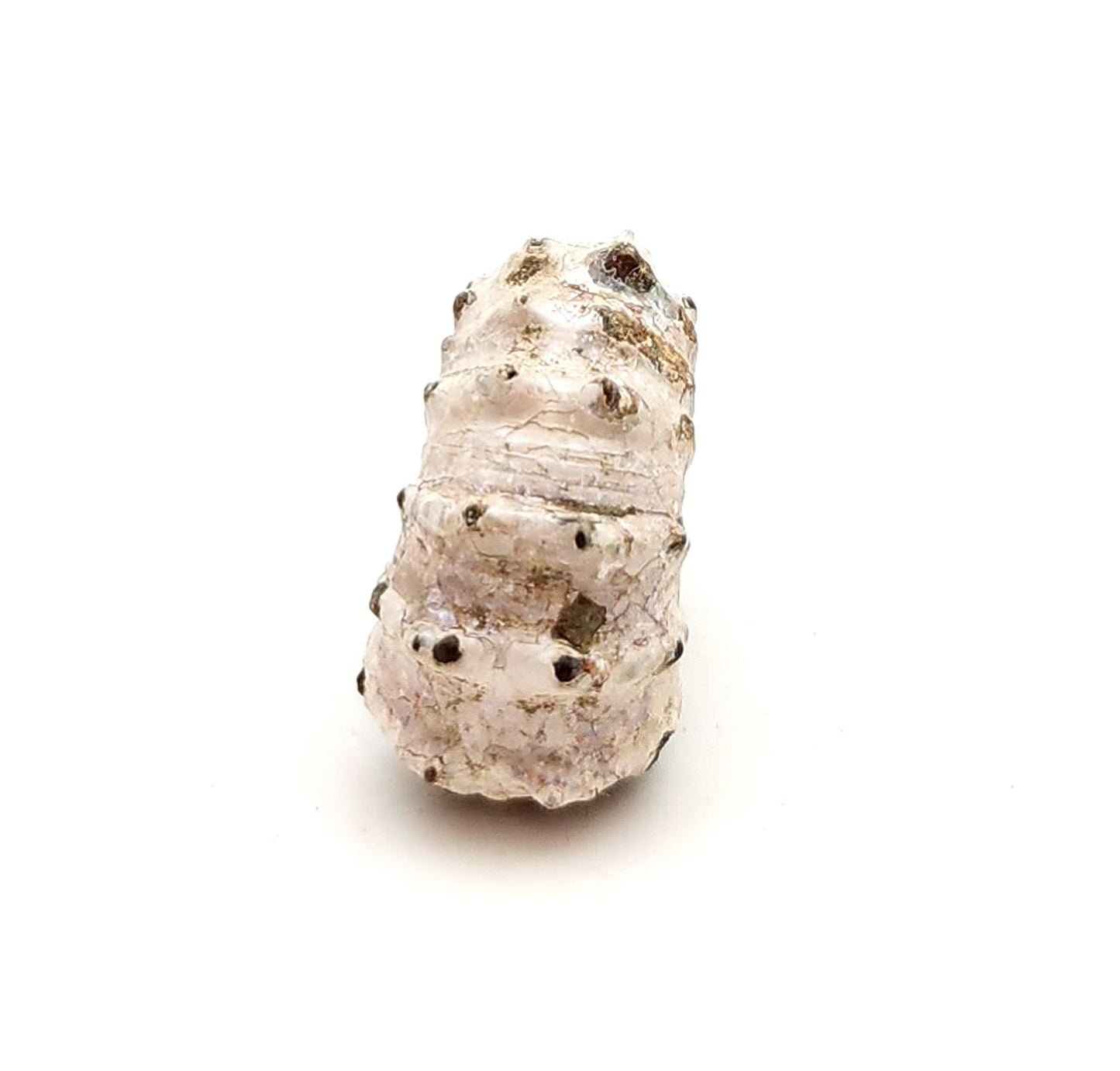 Ammonite, Douvilleiceras Mammillatum, Madagascar (40)