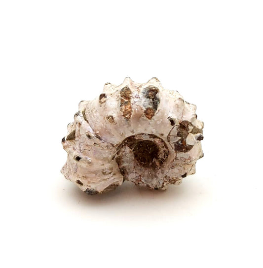 Ammonite, Douvilleiceras Mammillatum, Madagascar (40)