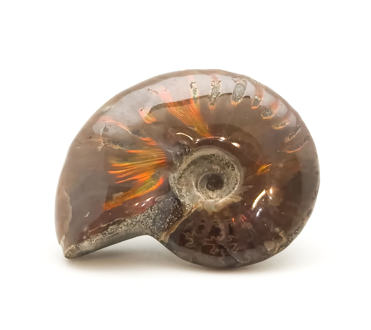 Ammonite, Mother of Pearl, Ammonite Fossil, Morocco (55)