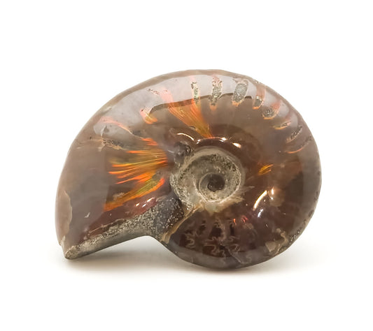 Ammonite, Mother of Pearl, Ammonite Fossil, Morocco (55)